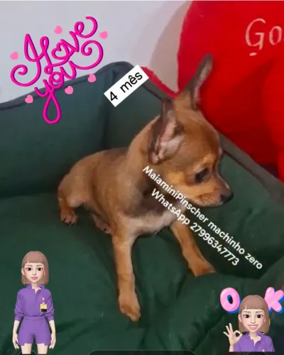 Pinscher zero machinho 4 mês 