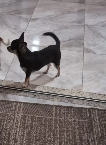 Chihuahua