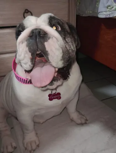 Buldog inglês