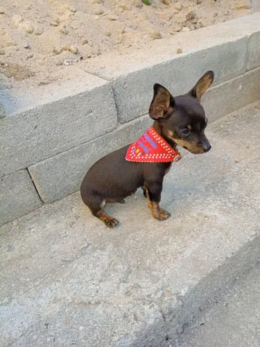 Filhote de pinscher 0