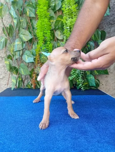 Pequeno, valente e cheio de charme Pinscher