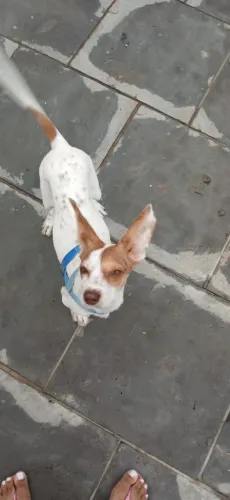 Doação de um dog Orelhudo lindo