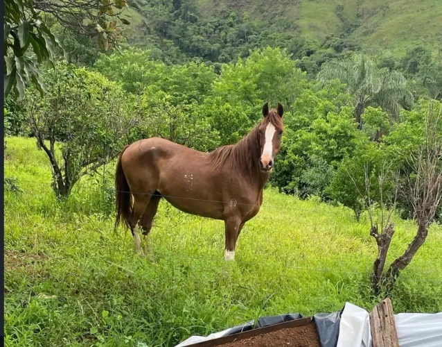 Cavalo mangalarga marchador