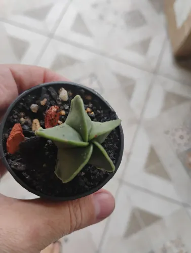 Cacto coleção Antrophytum miriostigma nudum