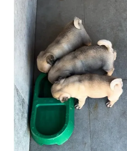 Pug Presenteie com companhia, alegria e muito carinho