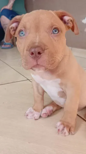 disponíveis filhotes 3.mes pitibull