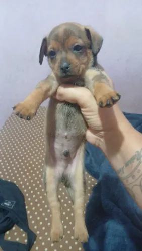 Pincher número 1