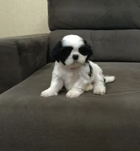 Shih Tzu Macho Filhote Panda - Lindíssimo!! Canil especializado na raça!! Aceito Cartão!!
