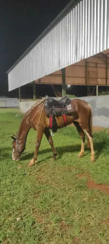 Cavalo 50% manga larga machador