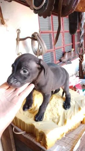 Fox paulistinha mestiço doação 