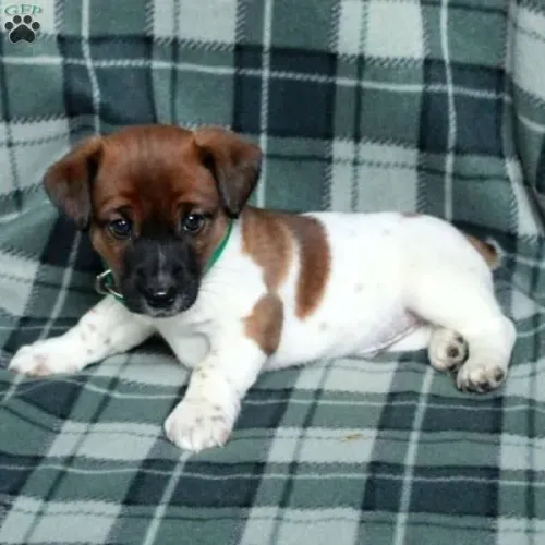 Jack Russell - Entrega Hoje - Confira
