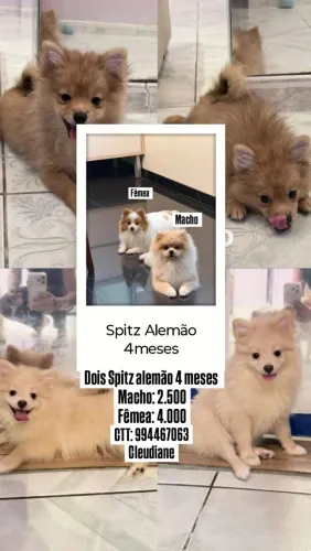 SPITZ ALEMÃO