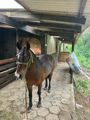 Cavalo criolo
