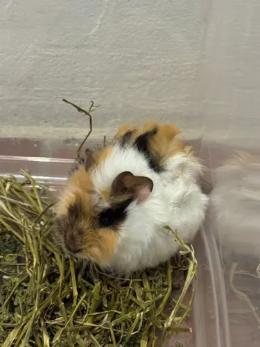 Porquinho da índia