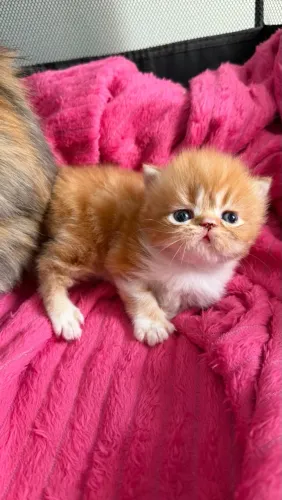 Gatos persas 