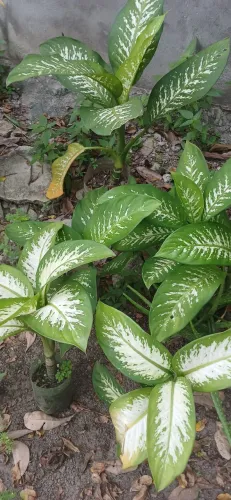 Plantas comigo pode