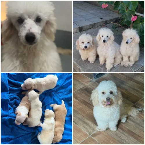 Poodles toy