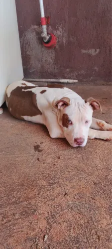 Pitbull um macho e uma fêmea com 5 meses