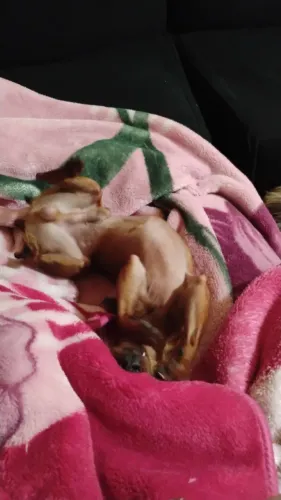 Vendo cão Pincher número 0