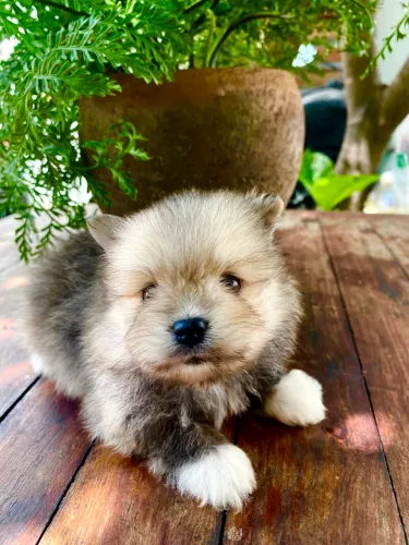 Lulu da Pomerânia - Machinho
