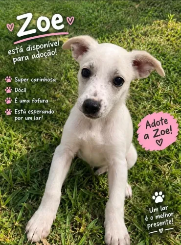 Doa-se essa fêmea linda 