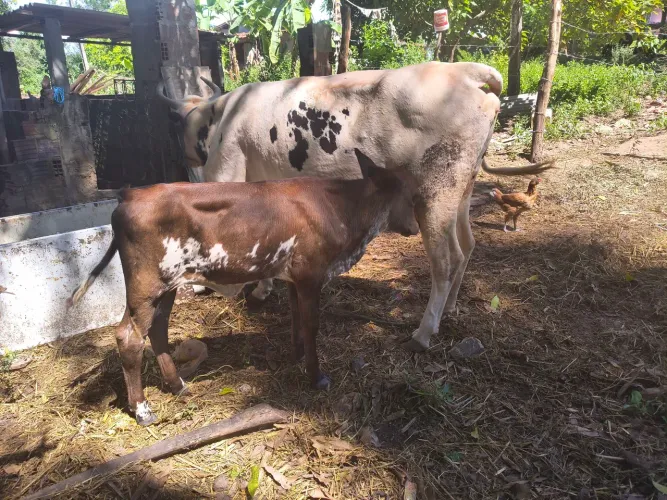Vaca parida de fêmea, 