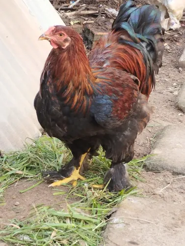 Galo da raça brahmam
