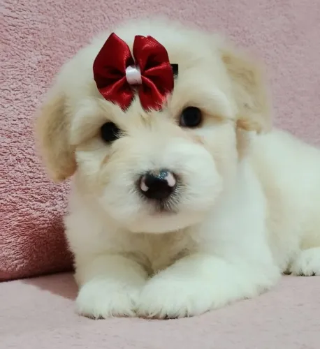 Poodle Toy Mini Fêmea