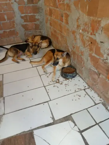Cachorros pastor alemão