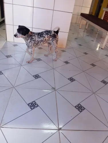 Doação dálmata com vira lata, 6 meses