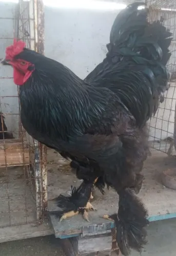 É 1 galo e 1 galinha brahma Black e e 2 galinha brahma blu