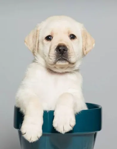 Labrador Presença que se faz notar