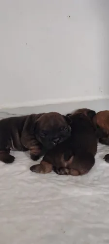 Buldog Francês 