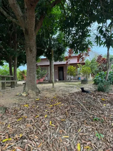 Oportunidade em juncado