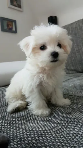 Maltês Um raio de sol em forma de cachorrinho