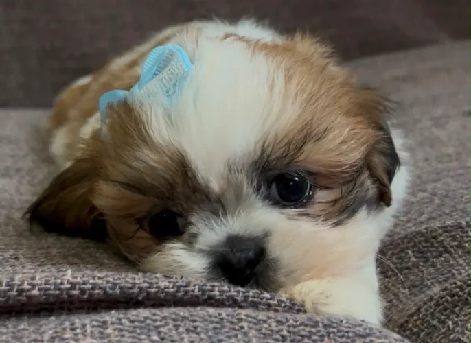 Shihtzu femea entrega imediata