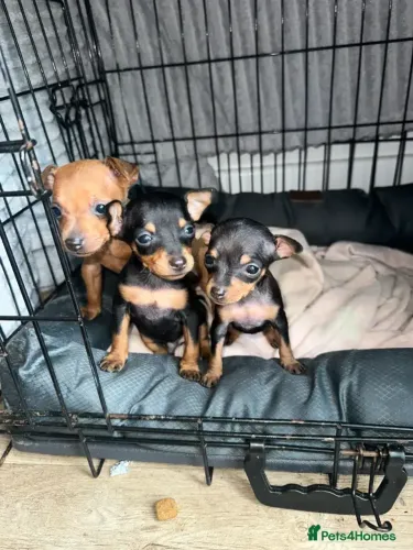 Neném Pinscher/ Pincher com pelagem densa e temperamento super dócil