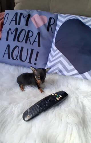 Pinscher Zero Zero Fêmea Linda Vacinada Raríssima super pequena