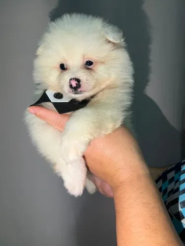 Filhote de Spitz alemão