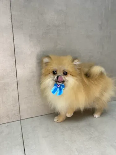 Spitz fêmea