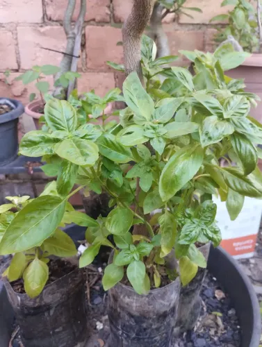 Manjericão, planta
