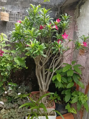 Plantas ornamentais e rosas desertos vendo por motivo de mudancas