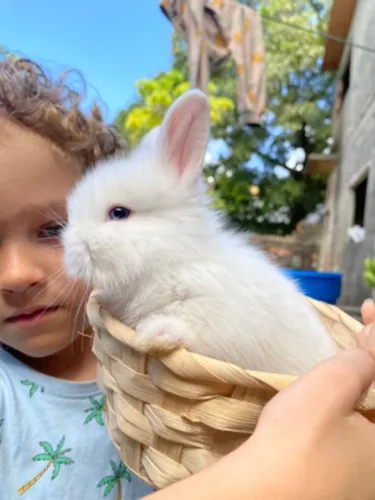 MINI COELHOS
