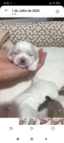 vendo filhote Shitzu cachorro pequeno porte