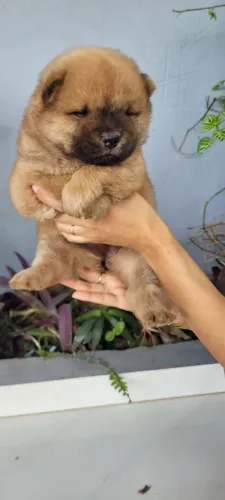 Filhote chow chow