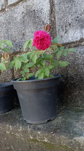 Muda de rosa já enraizada e com floração