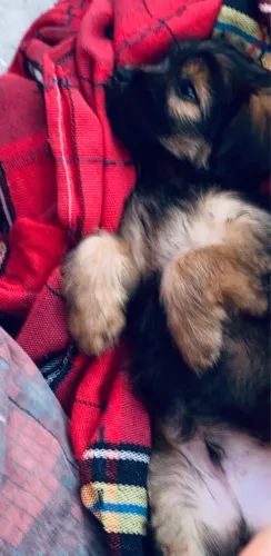 FILHOTE RAÇA POODLE MALTÊS 