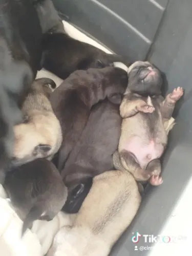 Filhotes de pug com procedência