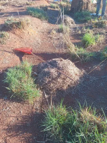 Semente de capim andropogon 