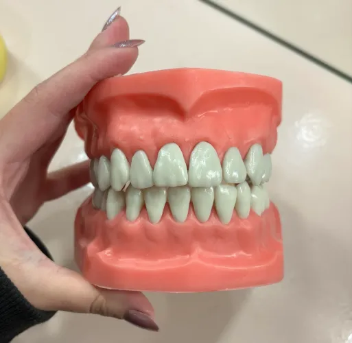     Manequim de Dentística (Pouco Usado)